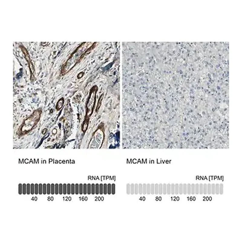 Merck Anti-MCAM antibody produced in rabbit