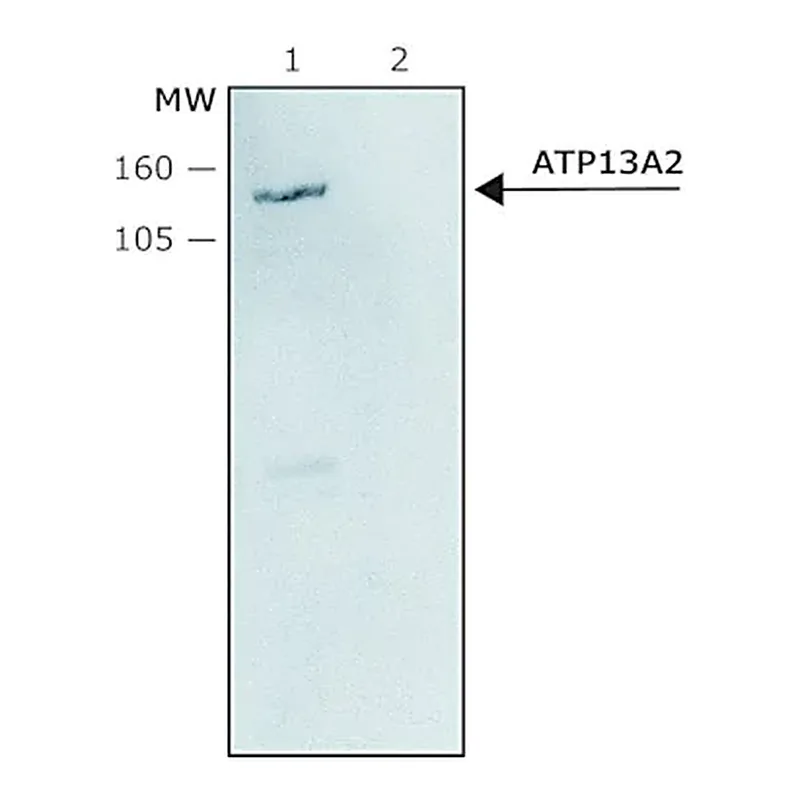 Merck Anti-ATP13A2 antibody produced in rabbit
