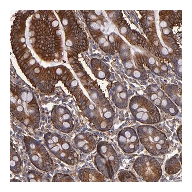 Merck Anti-MVP antibody produced in rabbit