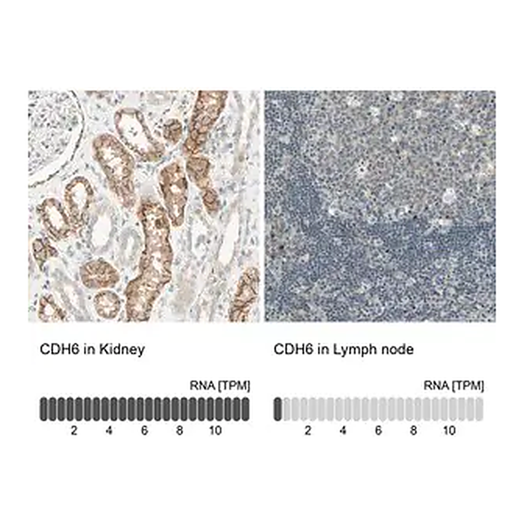 Merck Anti-CDH6 antibody produced in rabbit