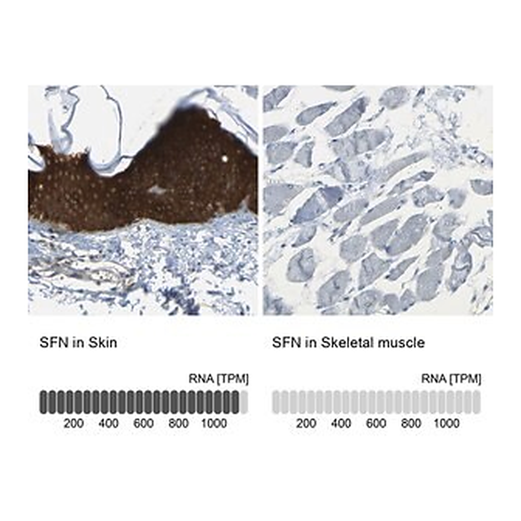 Merck Anti-SFN antibody produced in rabbit