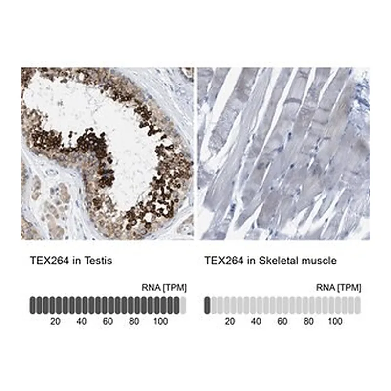 Merck Anti-TEX264 antibody produced in rabbit