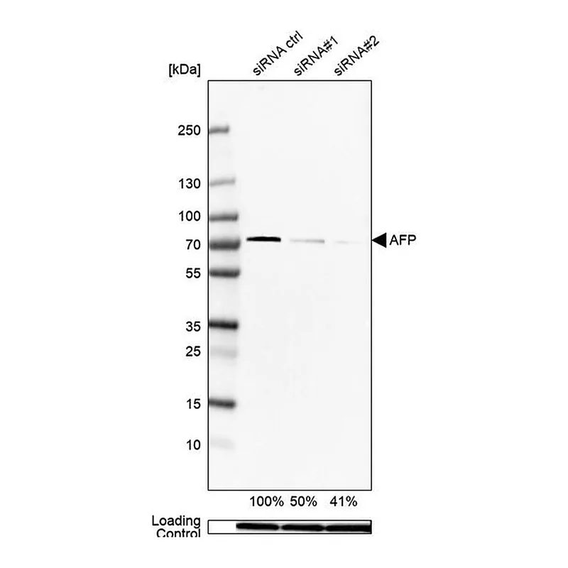 Merck Anti-AFP antibody produced in rabbit