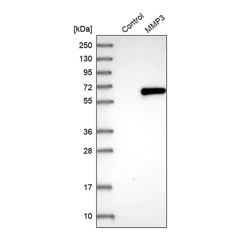 Merck Anti-MMP3 antibody produced in rabbit