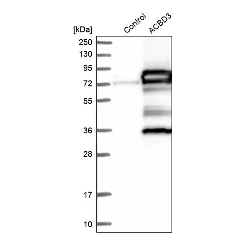 Merck Anti-ACBD3 antibody produced in rabbit