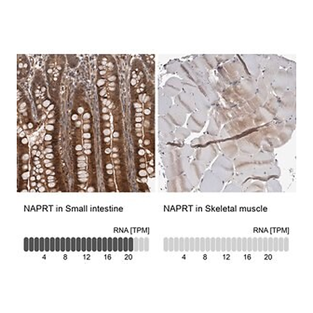 Merck Anti-NAPRT antibody produced in rabbit