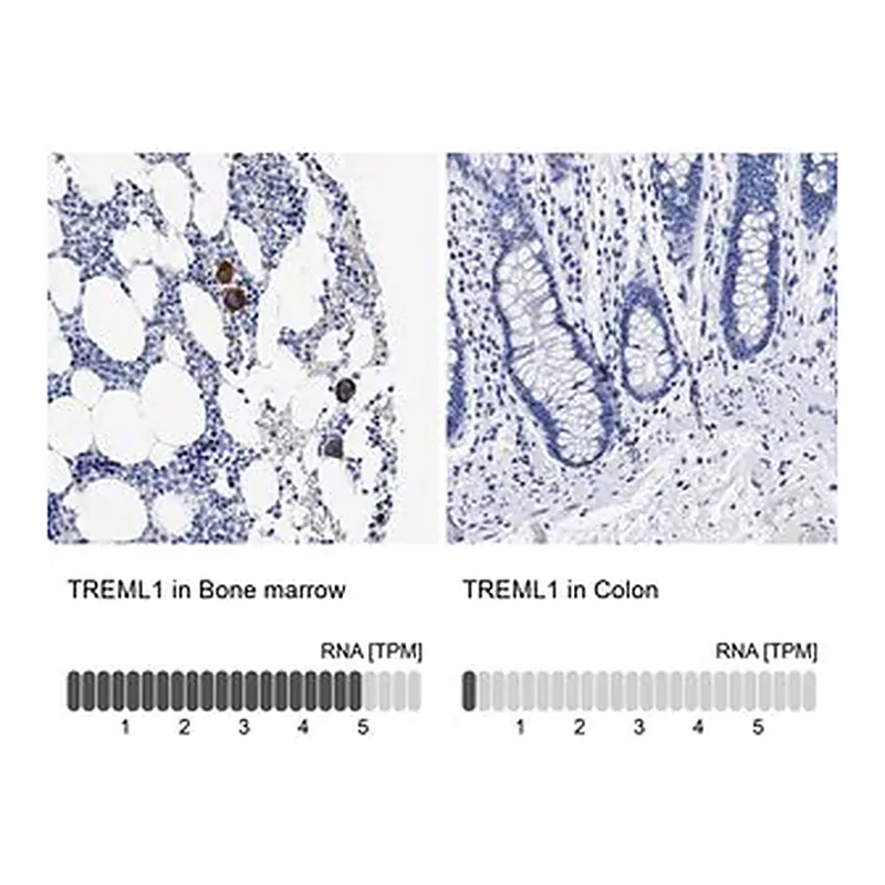 Merck Anti-TREML1 antibody produced in rabbit