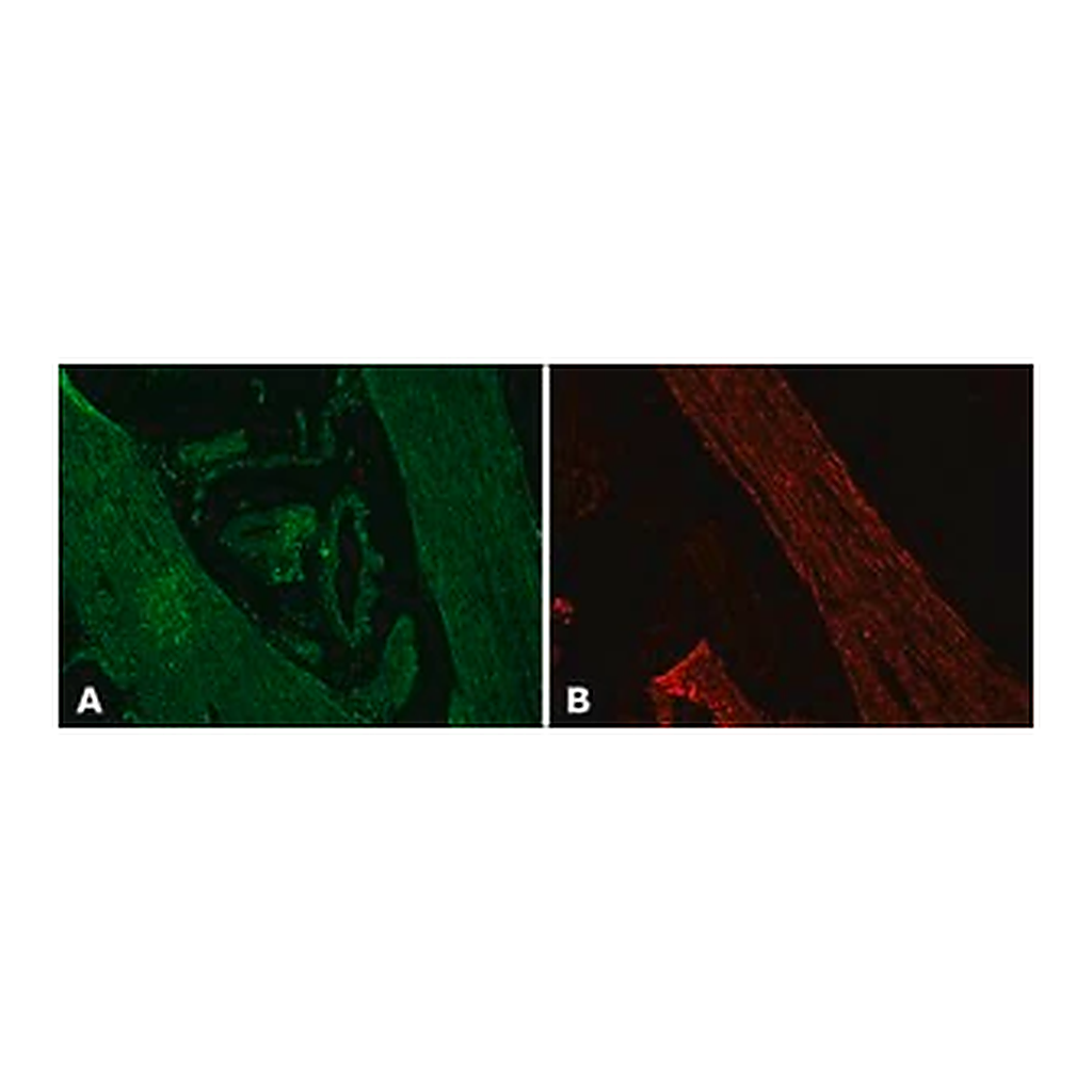 Merck Anti-Desmin antibody, Mouse monoclonal