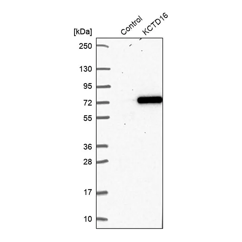 Merck Anti-KCTD16 antibody produced in rabbit