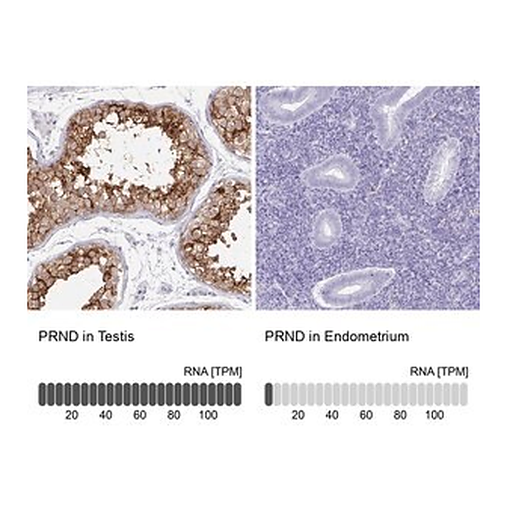 Merck Anti-PRND antibody produced in rabbit