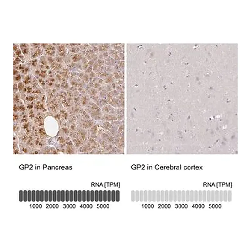 Merck Anti-GP2 antibody produced in rabbit