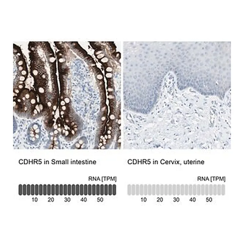 Merck Anti-CDHR5 antibody produced in rabbit