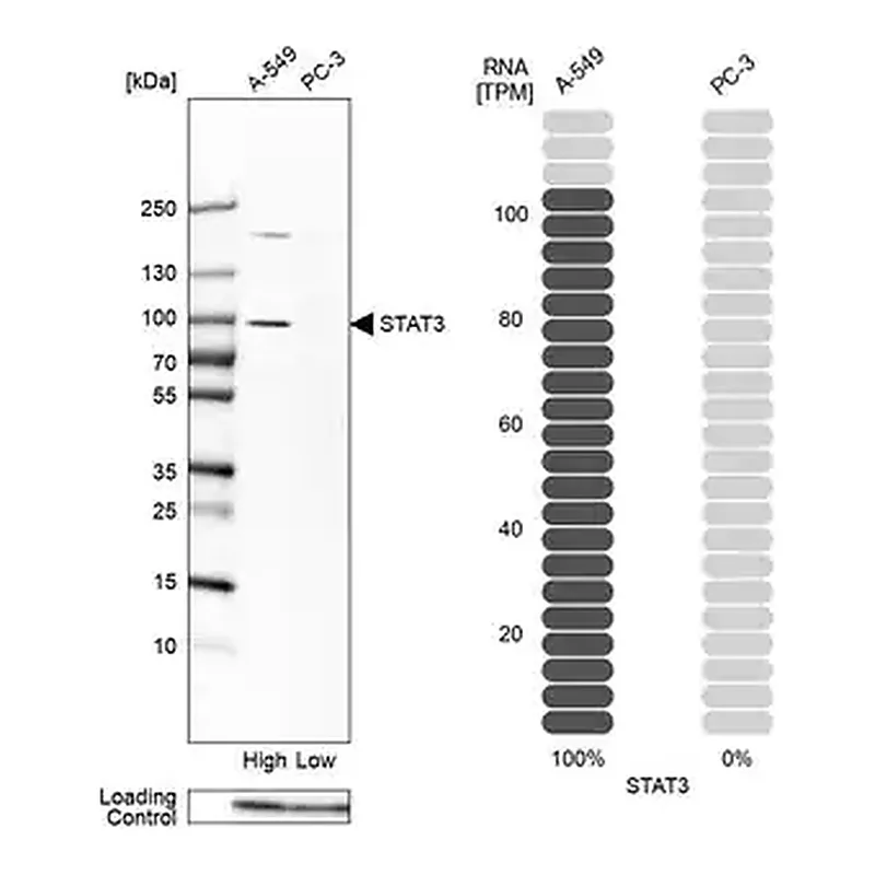 Merck Anti-STAT3 antibody produced in rabbit