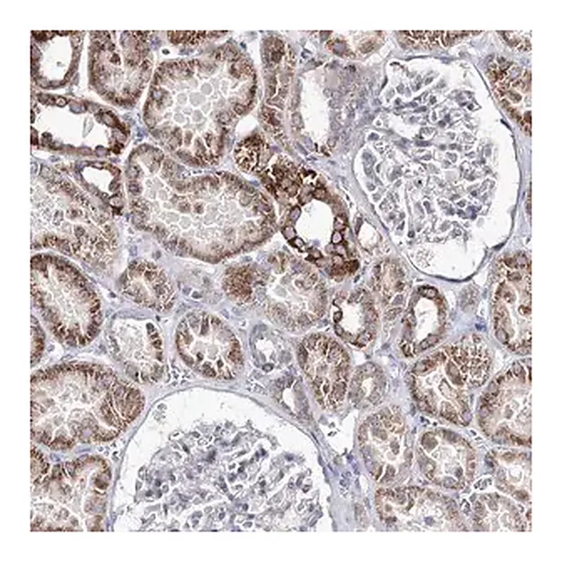 Merck Anti-OSBPL5 antibody produced in rabbit