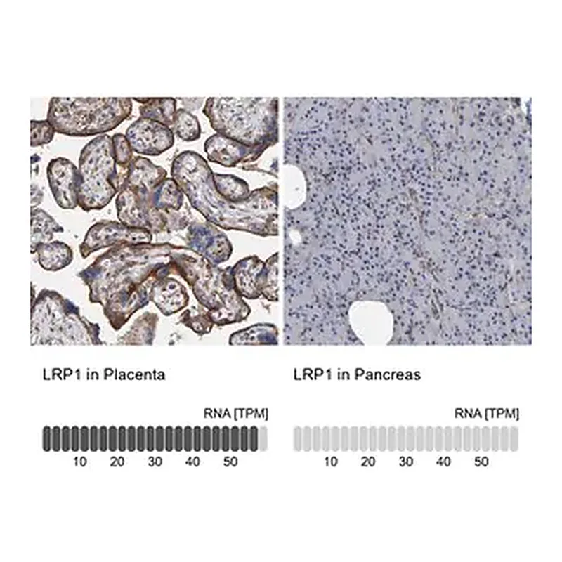Merck Anti-LRP1 antibody produced in rabbit