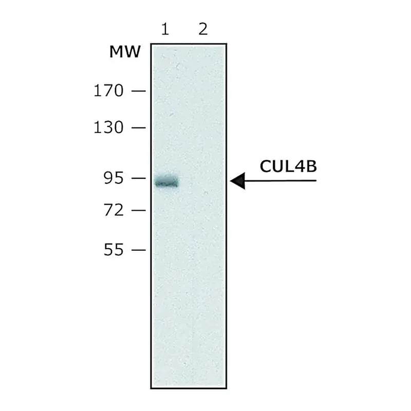 Merck Anti-Cullin-4B antibody produced in rabbit