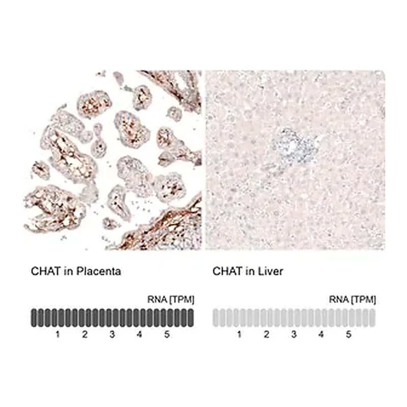 Merck Monoclonal Anti-CHAT antibody produced in mouse