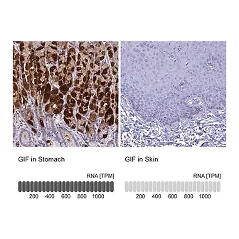 Merck Anti-GIF antibody produced in rabbit