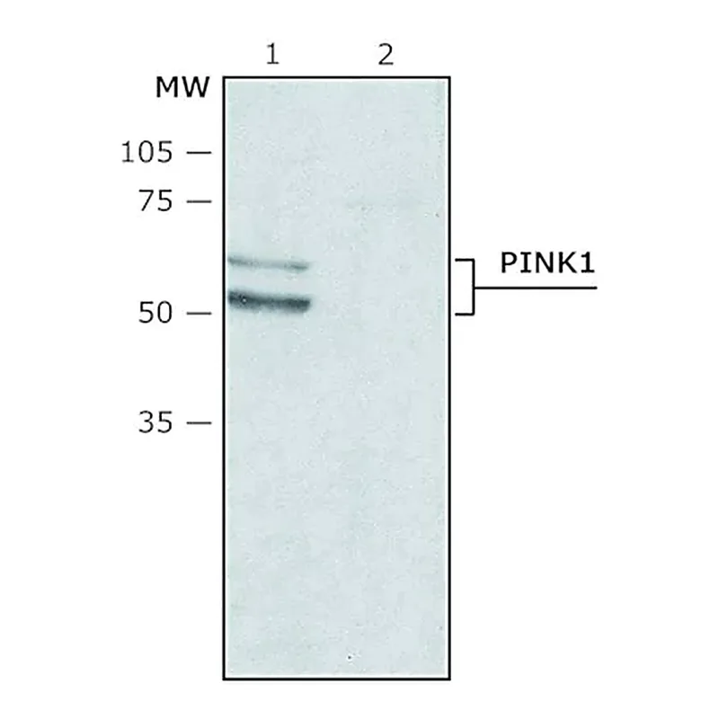 Merck Anti-PINK1 (N-terminal region) antibody produced in rabbit