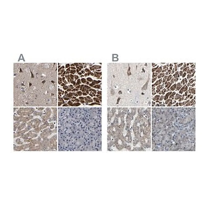 Merck Anti-UQCRC2 antibody produced in rabbit