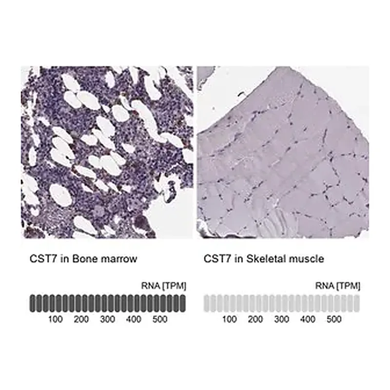 Merck Anti-CST7 antibody produced in rabbit
