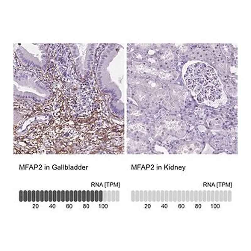 Merck Anti-MFAP2 antibody produced in rabbit