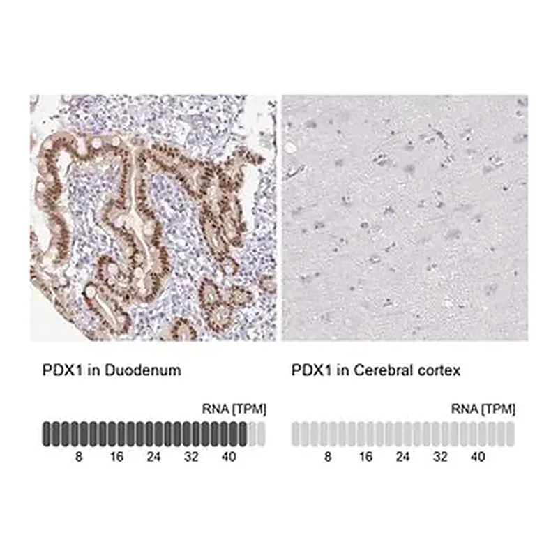 Merck Anti-PDX1 antibody produced in rabbit