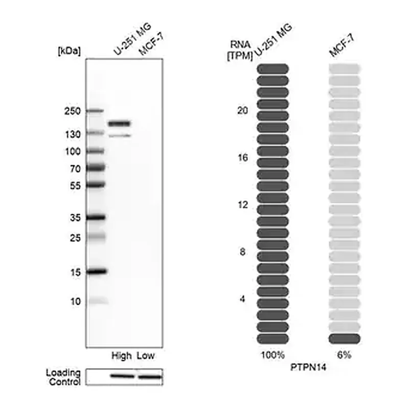 Merck Anti-PTPN14 antibody produced in rabbit