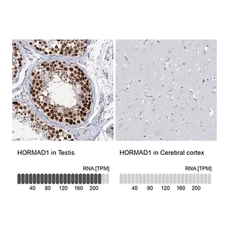 Merck Anti-HORMAD1 antibody produced in rabbit