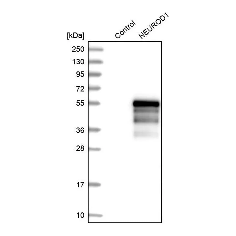 Merck Anti-NEUROD1 antibody produced in rabbit