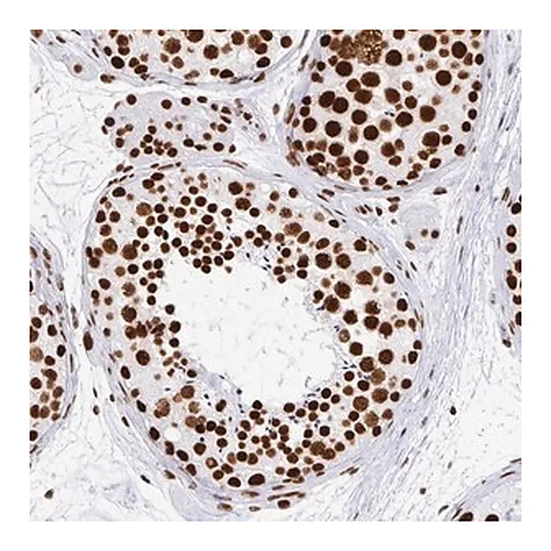 Merck Anti-EWSR1 antibody produced in rabbit