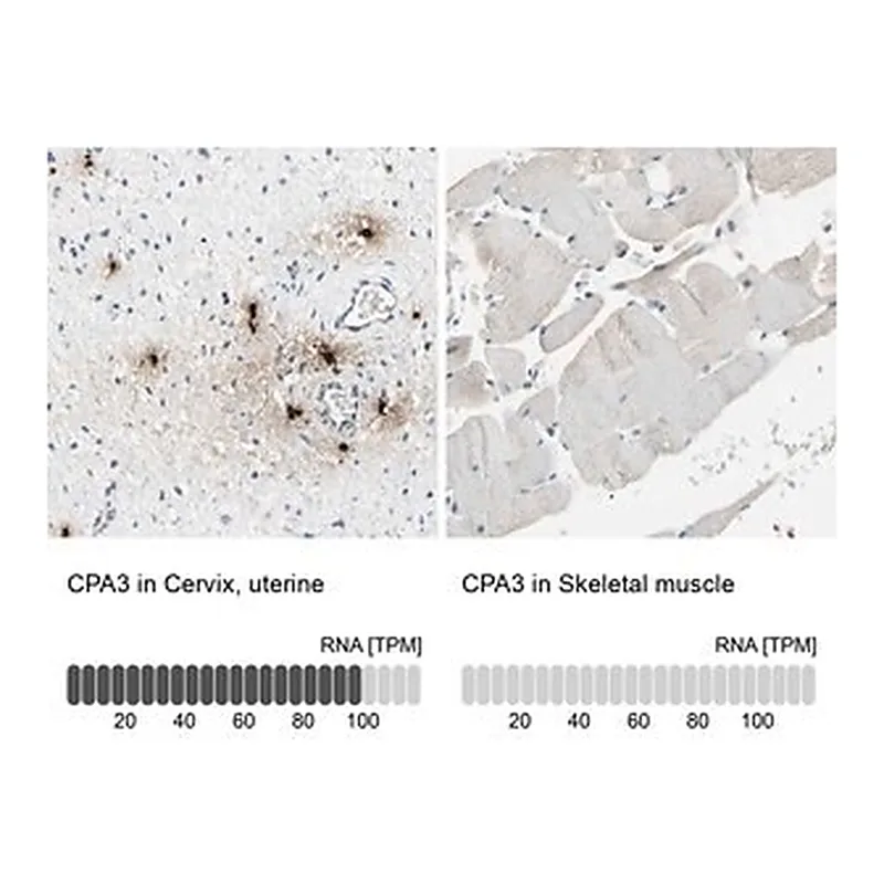 Merck Anti-CPA3 antibody produced in rabbit