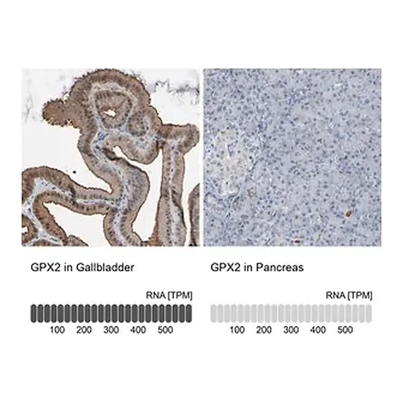 Merck Anti-GPX2 antibody produced in rabbit