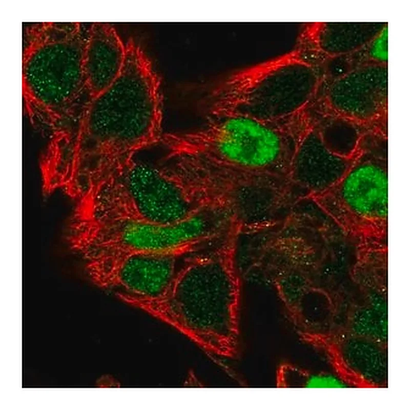 Merck Anti-CCND2 antibody produced in rabbit