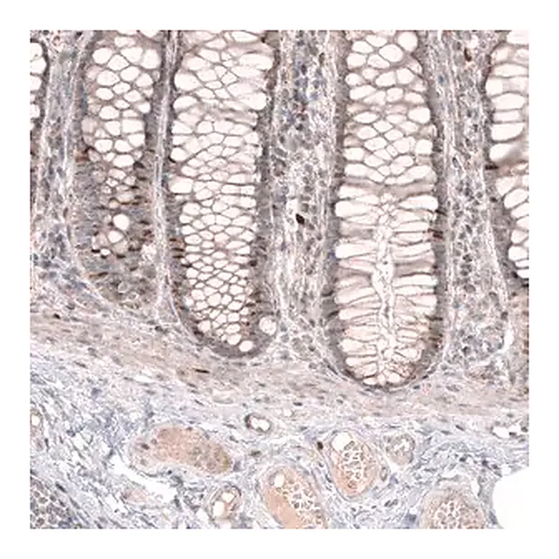 Merck Anti-FOXM1 antibody produced in rabbit