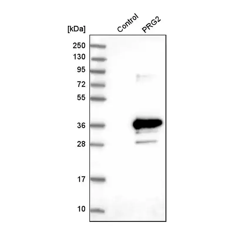 Merck Anti-PRG2 antibody produced in rabbit