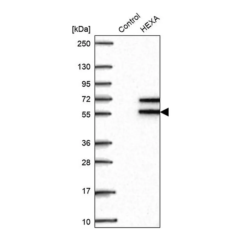 Merck Anti-HEXA antibody produced in rabbit