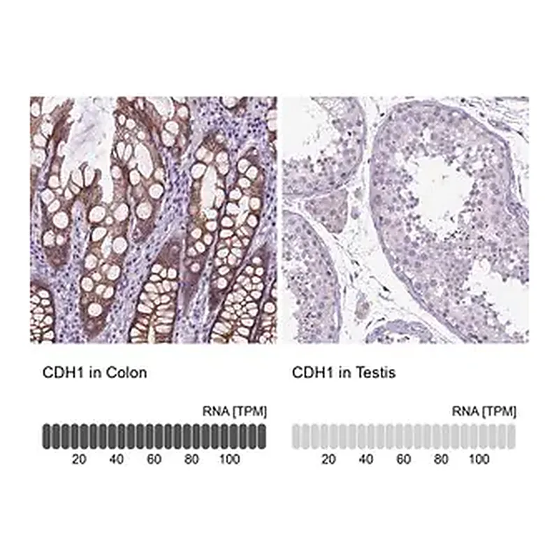 Merck Anti-CDH1 antibody produced in rabbit