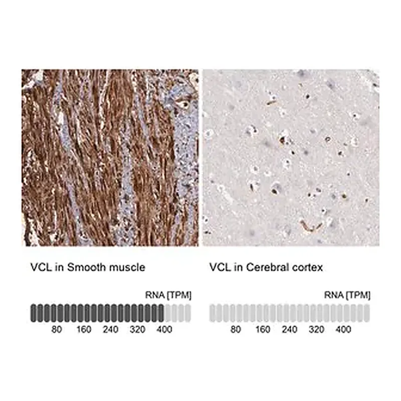 Merck Anti-VCL antibody produced in rabbit