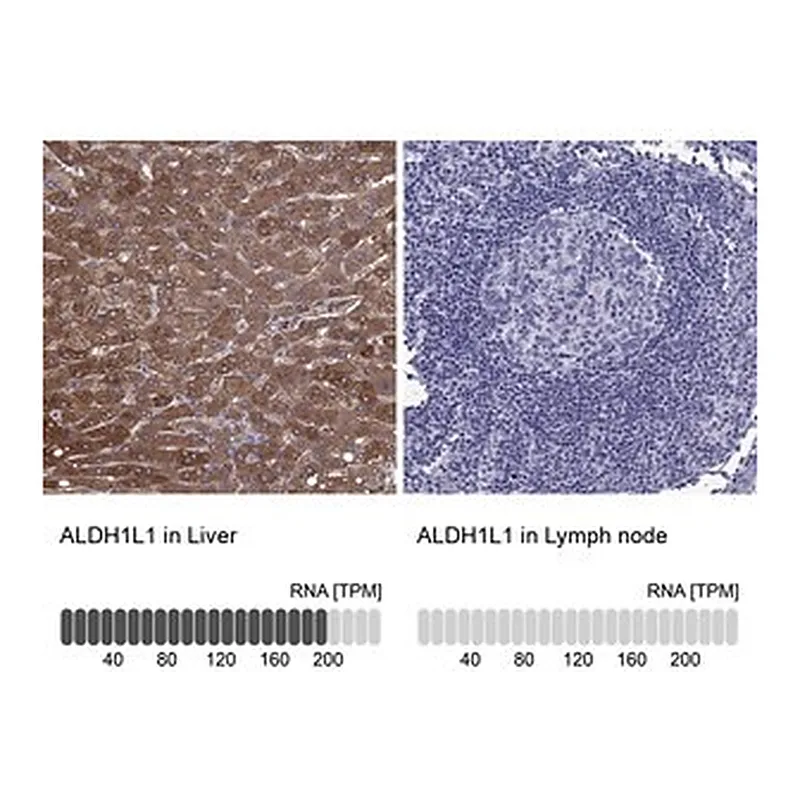 Merck Anti-ALDH1L1 antibody produced in rabbit
