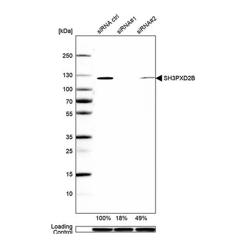Merck Anti-SH3PXD2B antibody produced in rabbit