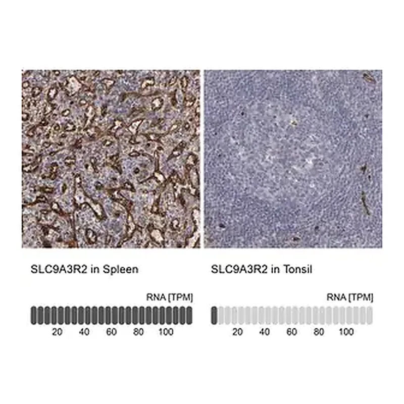 Merck Anti-SLC9A3R2 antibody produced in rabbit