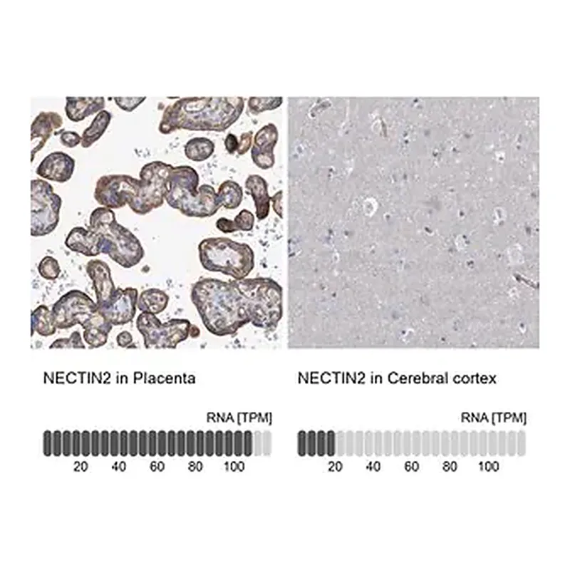 Merck Anti-NECTIN2 antibody produced in rabbit