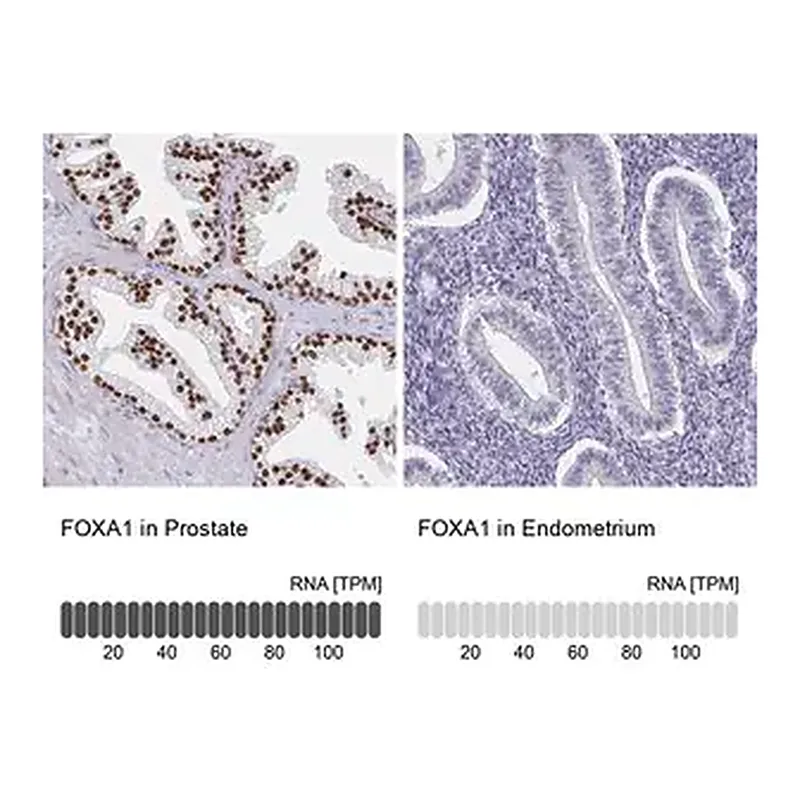 Merck Anti-FOXA1 antibody produced in rabbit