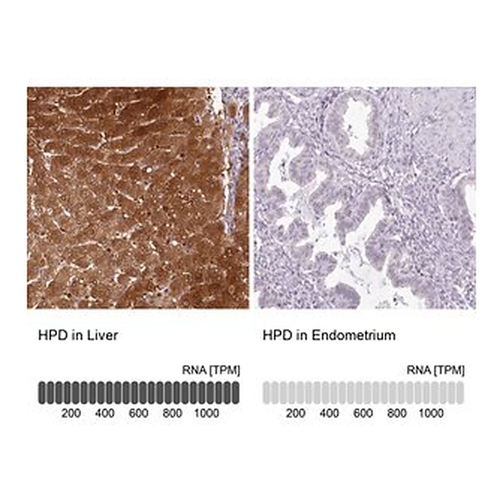 Merck Anti-HPD antibody produced in rabbit