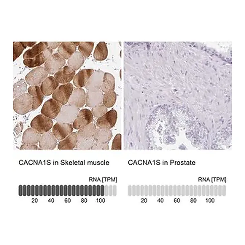 Merck Anti-CACNA1S antibody produced in rabbit