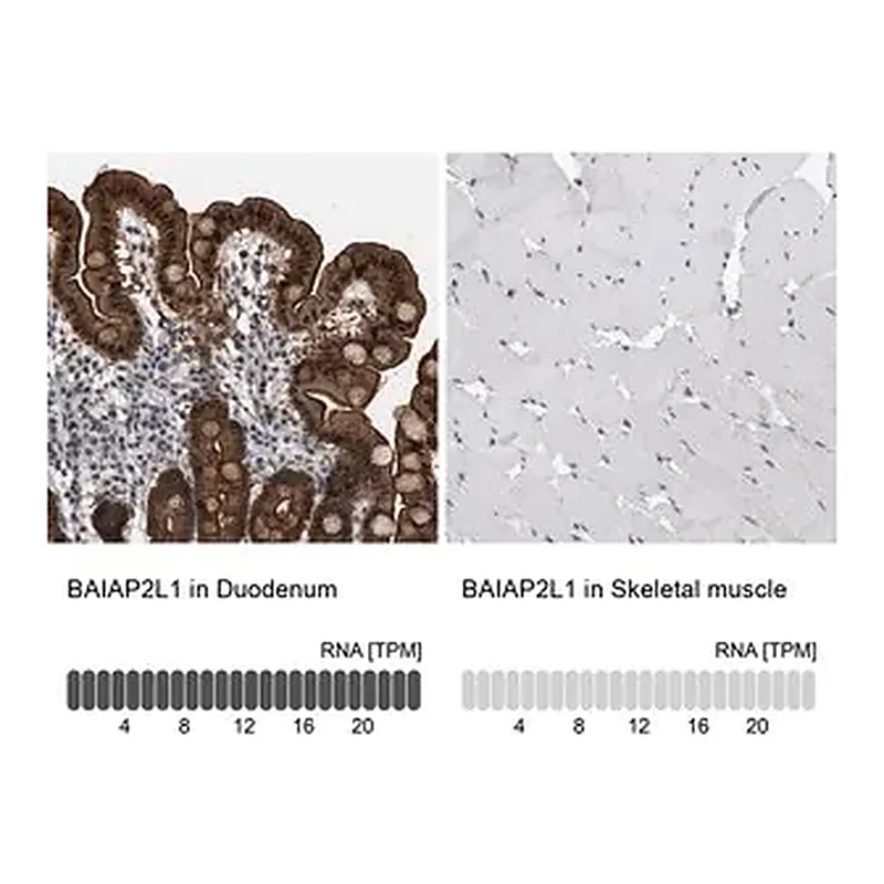 Merck Anti-BAIAP2L1 antibody produced in rabbit
