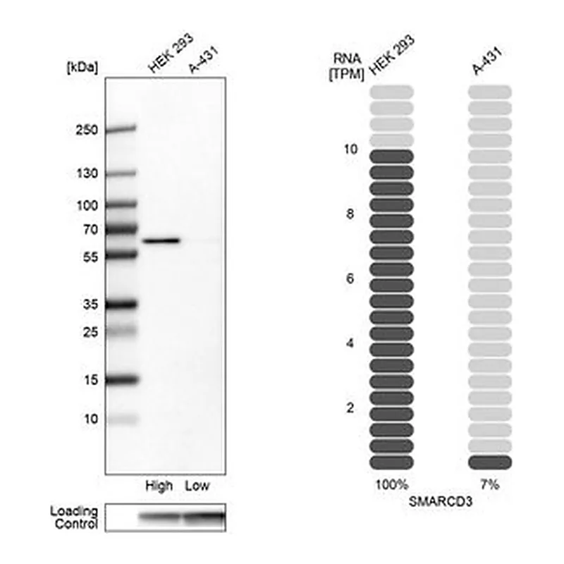 Merck Anti-SMARCD3 antibody produced in rabbit