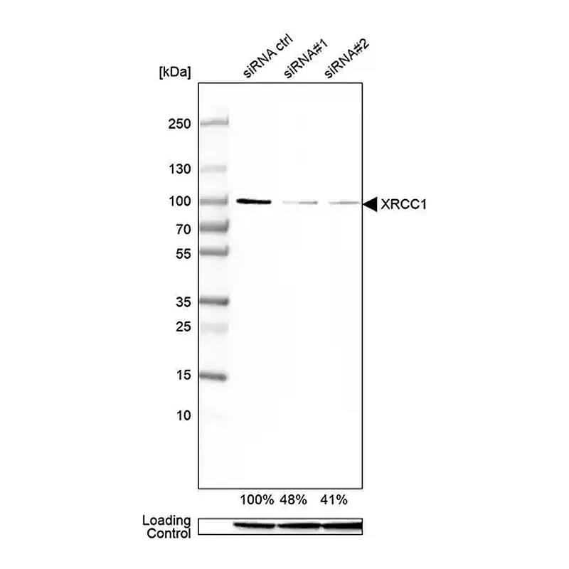 Merck Anti-XRCC1 antibody produced in rabbit