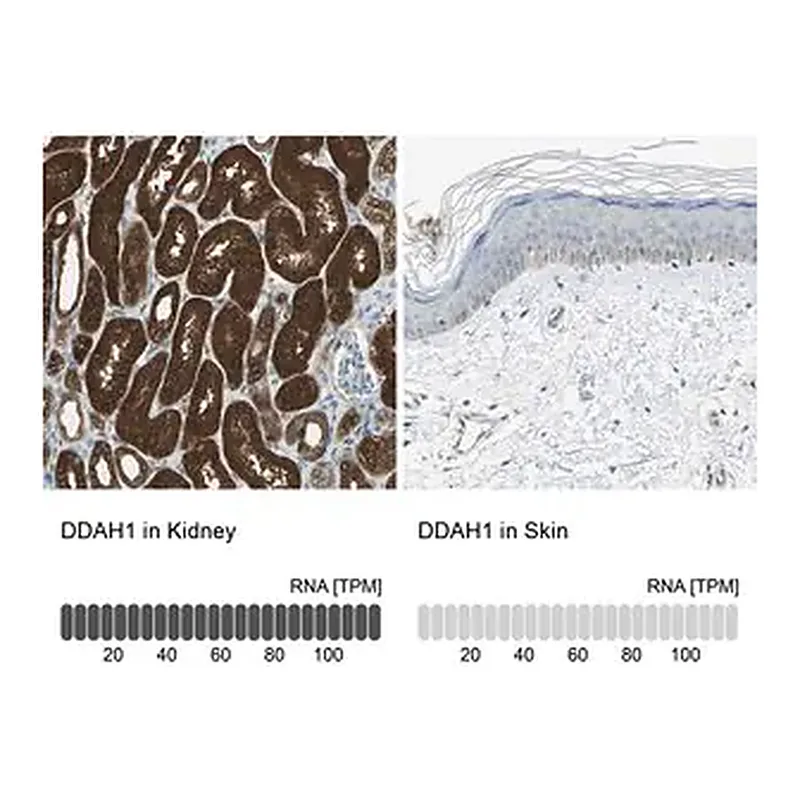 Merck Anti-DDAH1 antibody produced in rabbit